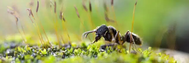 Comment se débarrasser des fourmis dans le potager ?